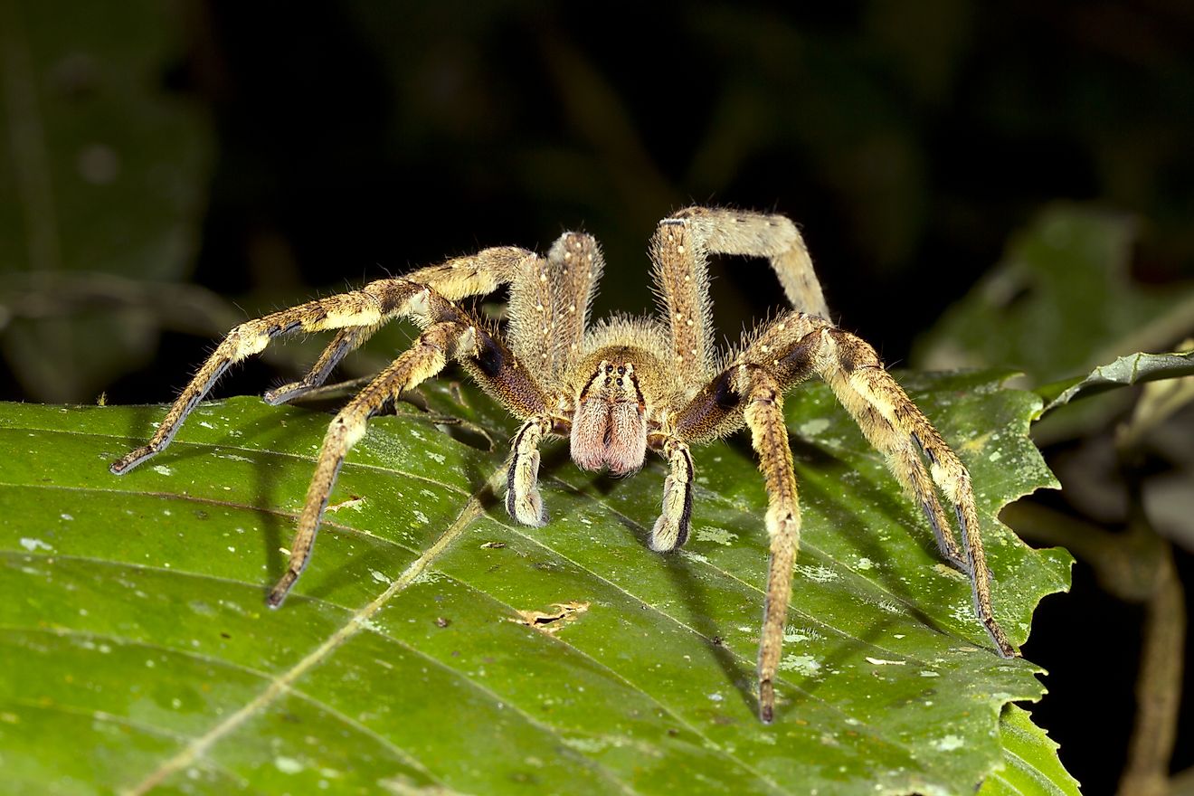 Venomous wandering spider (Phoneutria fera) in Ecuador.