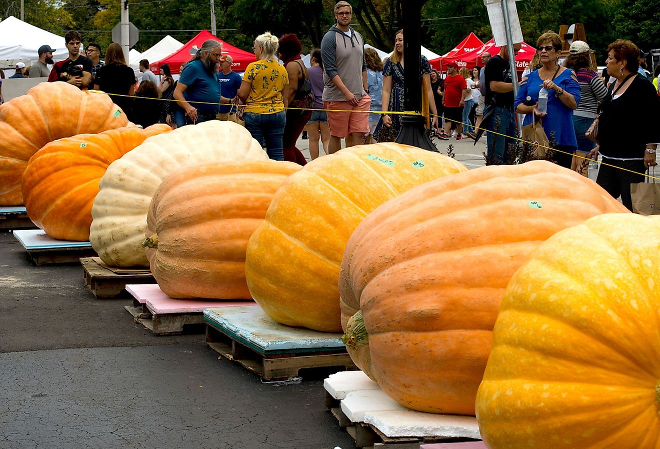 Row of pumpkins waiting to be weighed at the Harvest Festival in Cedarburg, WI. Image credit Cindy Bird via Shutterstock.