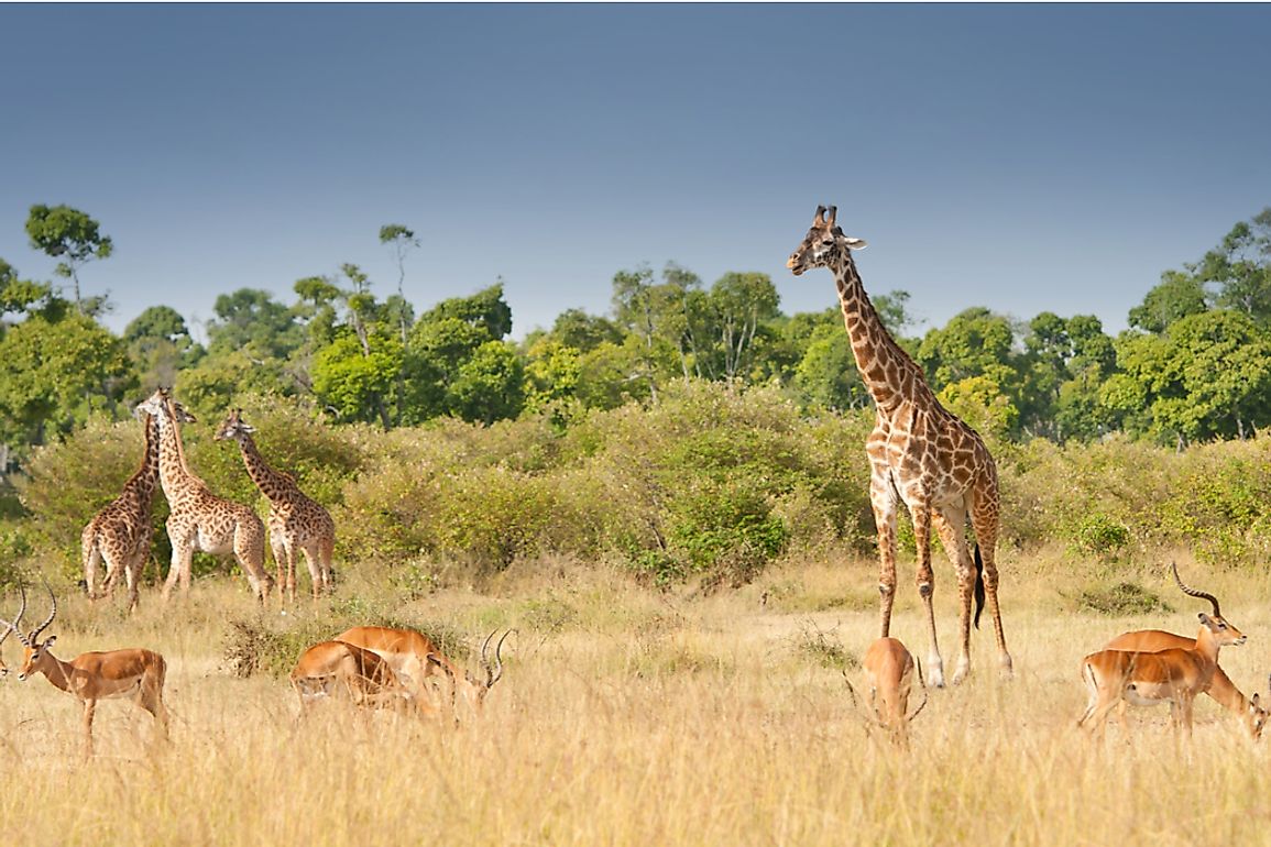 Giraffes Habitat In Africa