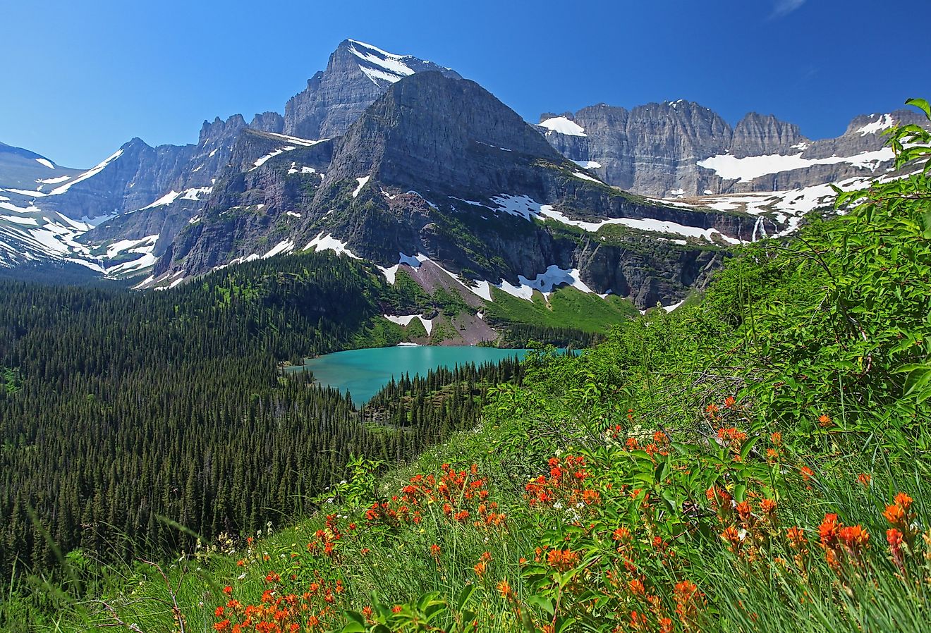 Wildflowers in Glacier National Park, Montana.