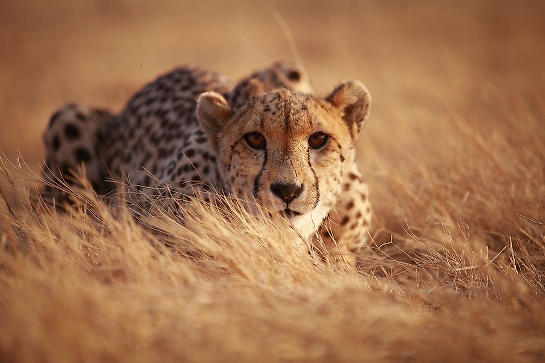 cheetahs stalking prey
