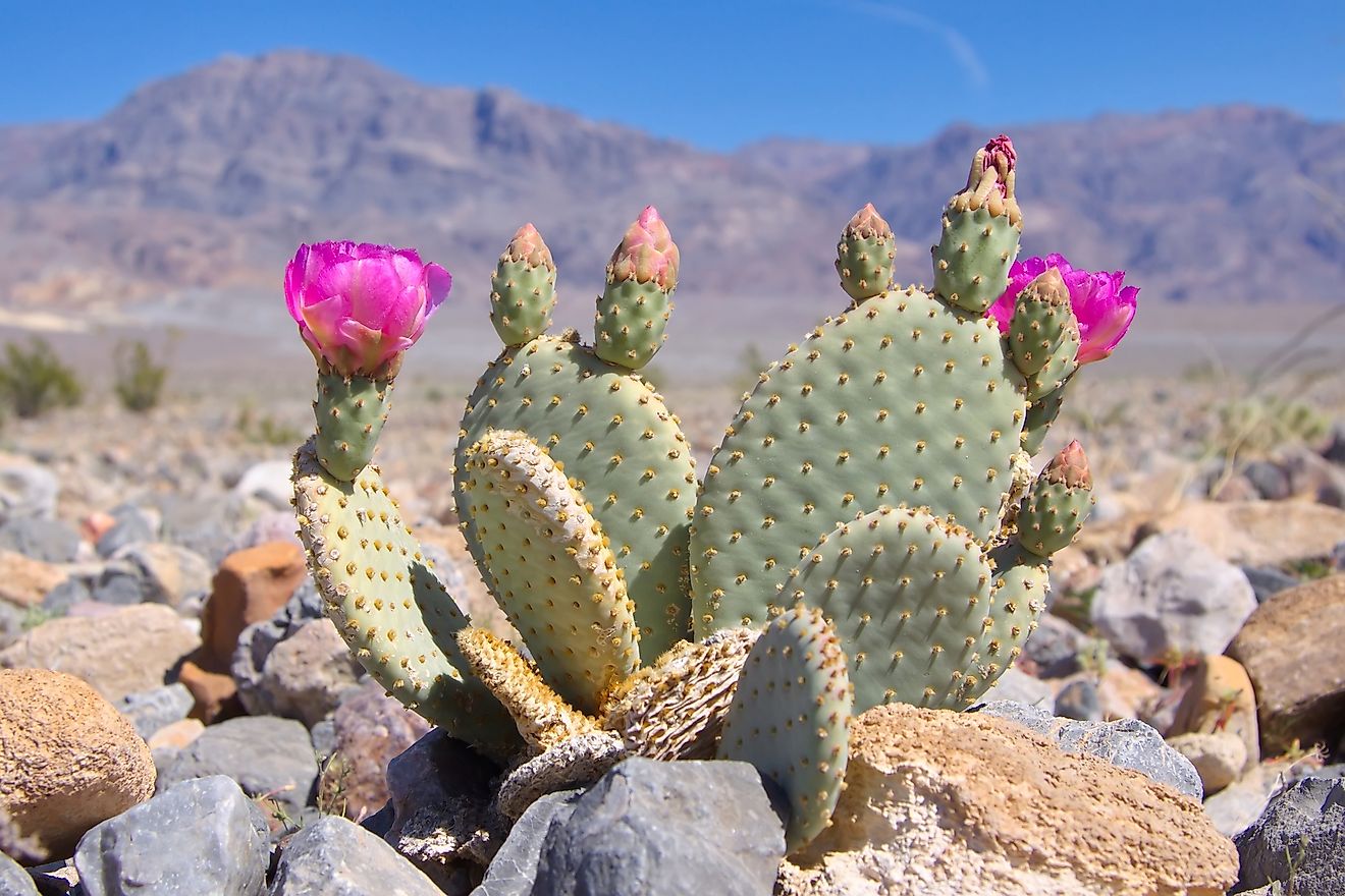 Life in Death Valley