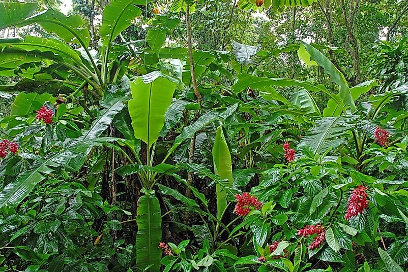 costa rican rainforest plants