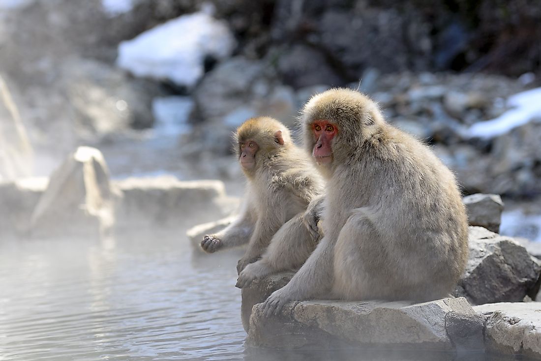 Animals Native To Japan WorldAtlas