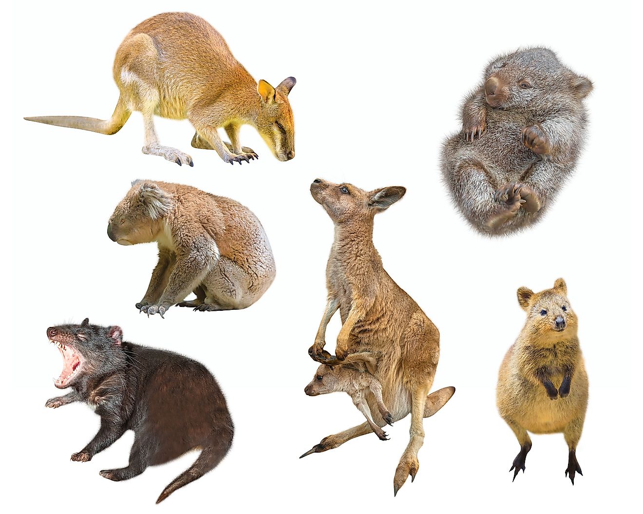 Are Marsupials Mammals WorldAtlas