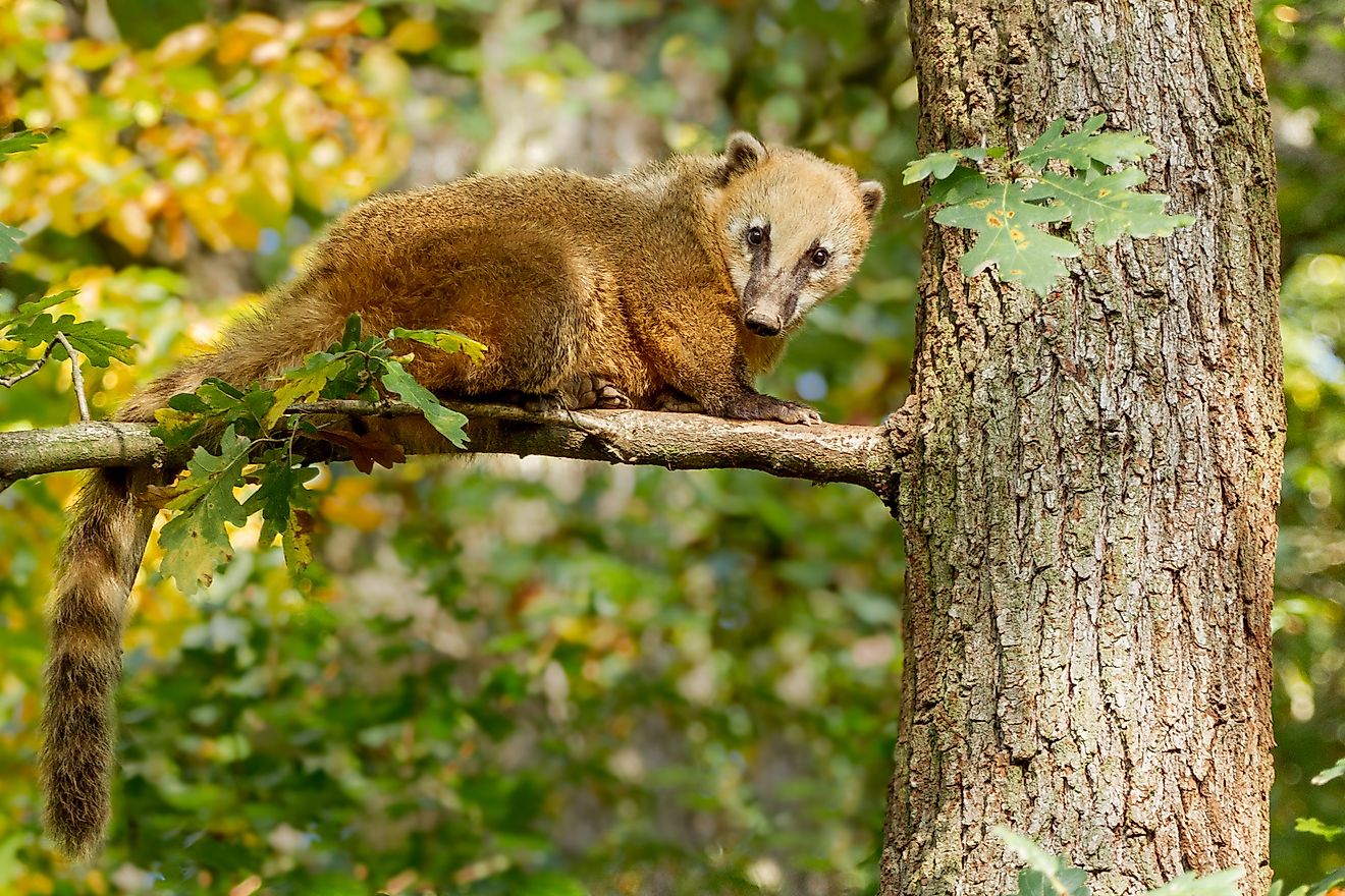 What Animals Live In The Tropical Rainforest WorldAtlas