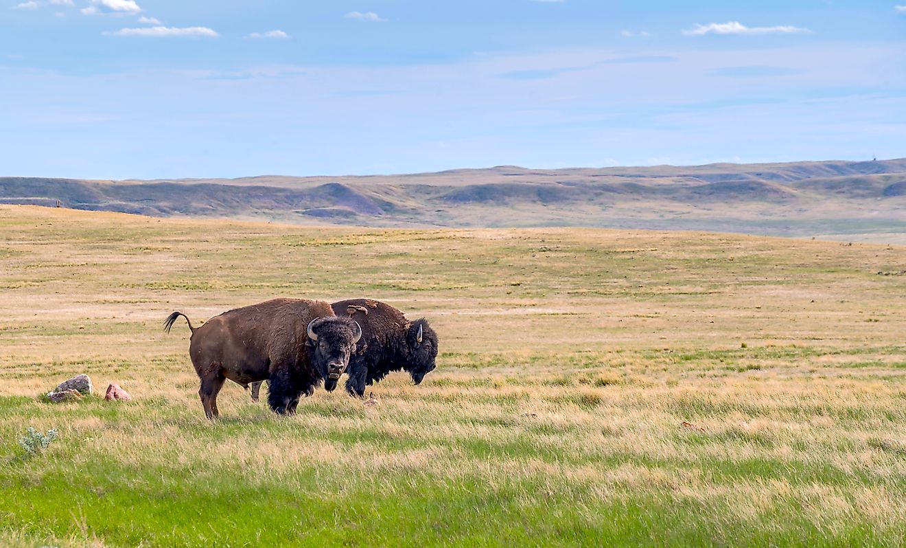 Two male plains bison in the Grasslands National Park, Saskatchewan, Canada.