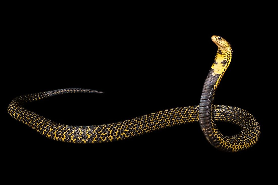 Are There Cobras In The Everglades? - WorldAtlas