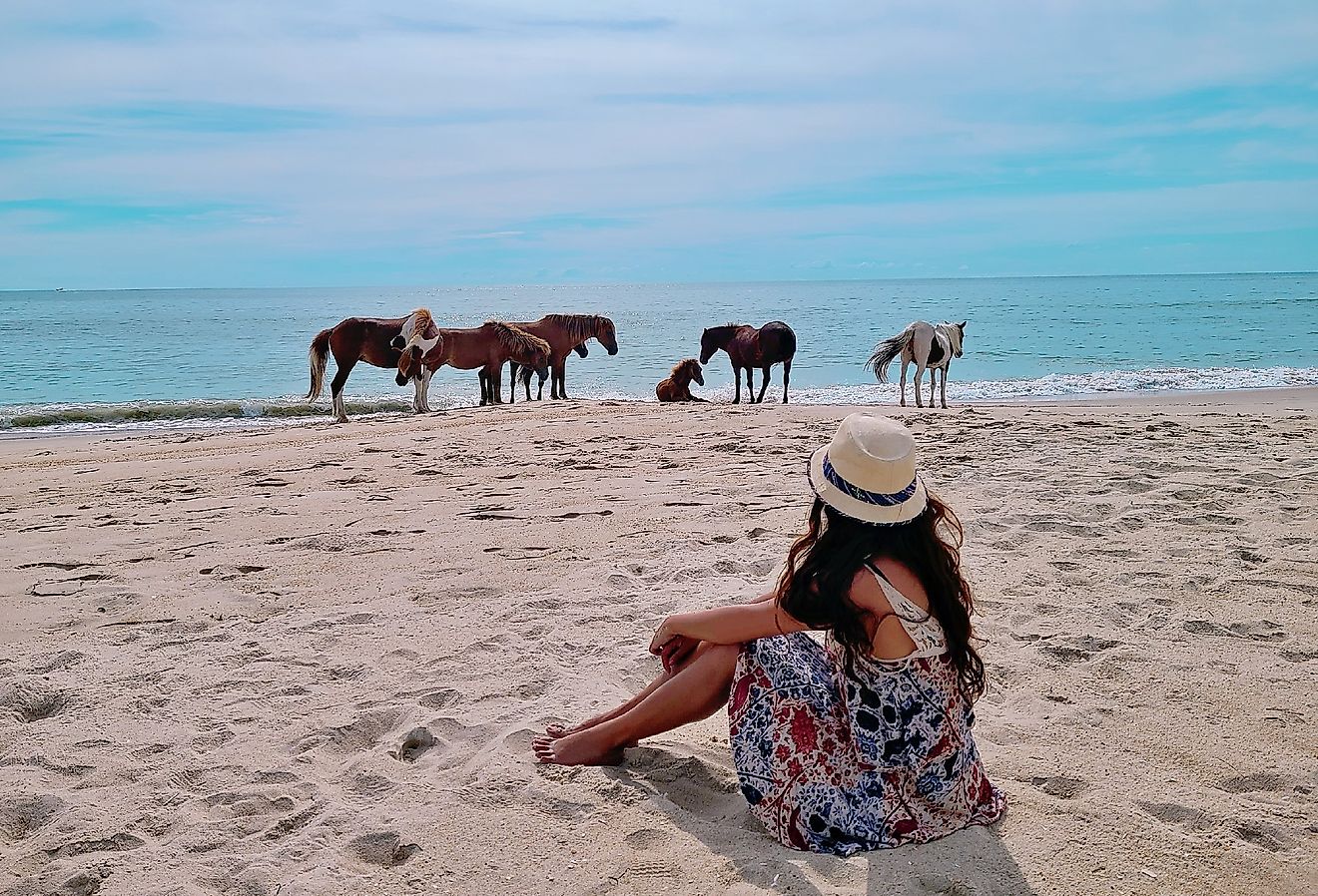 Wild horses of Assateague Island National Seashore, near Berlin, Maryland.