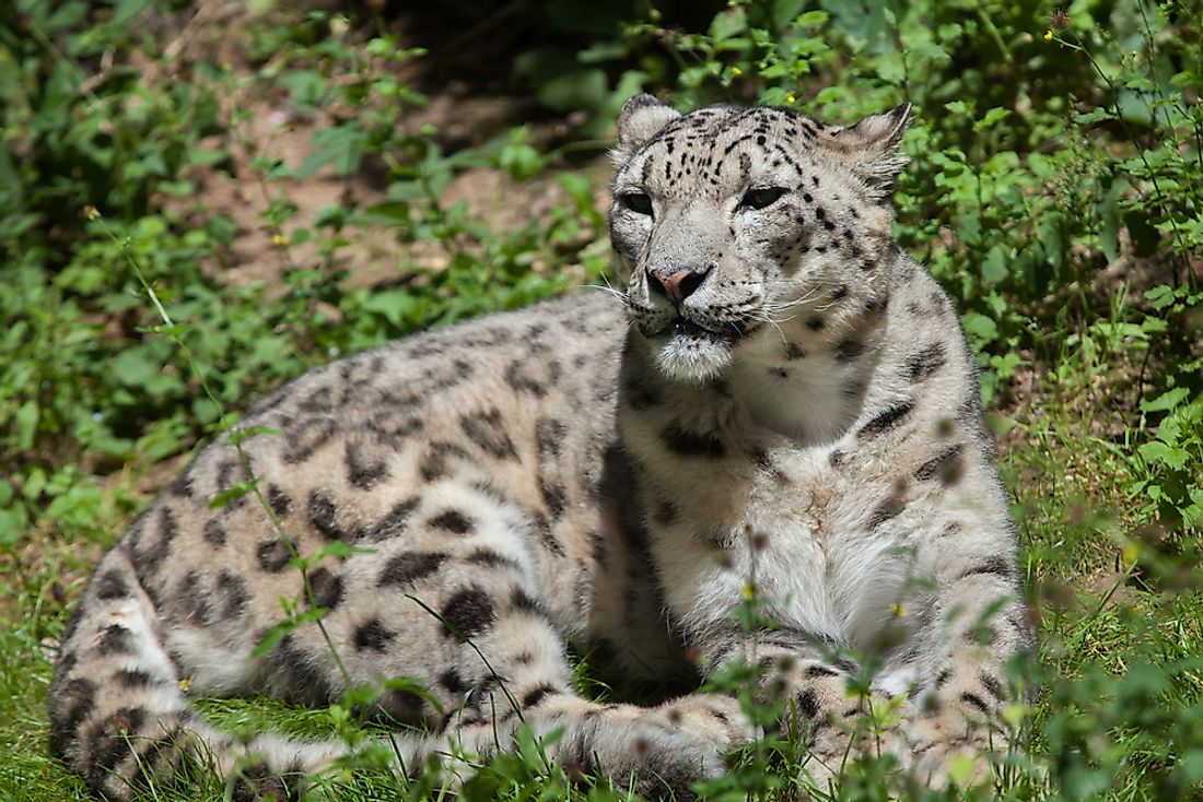 An endangered Snow Leopard in northern Pakistan.