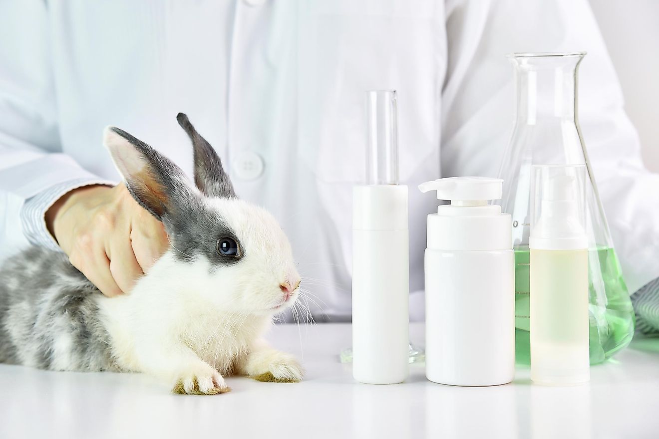 Top 175 + Rabbit animal testing cosmetics - Lifewithvernonhoward.com