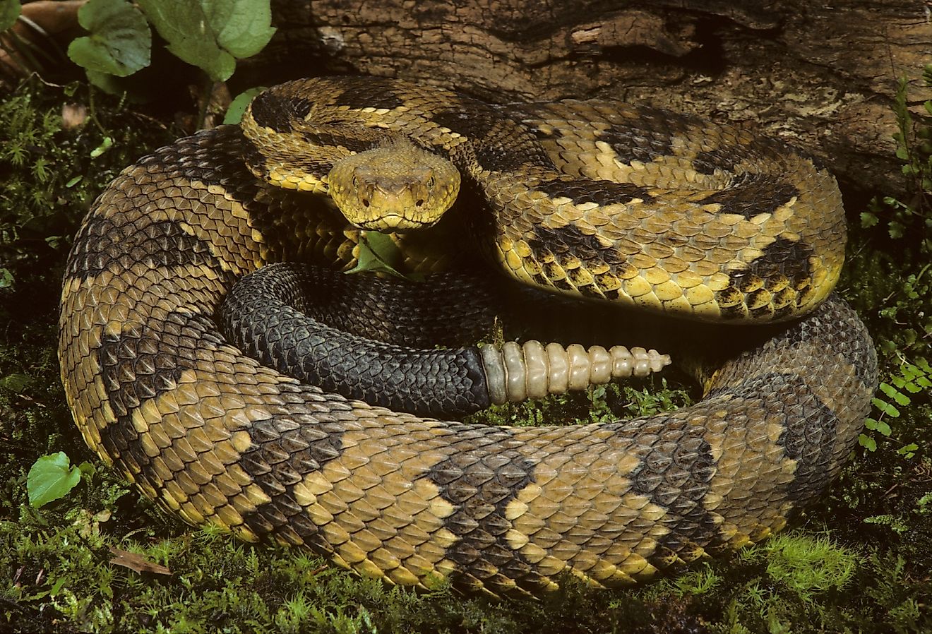 Timber Rattlesnake coiled (Crotalus horridus h.) in New Jersey.
