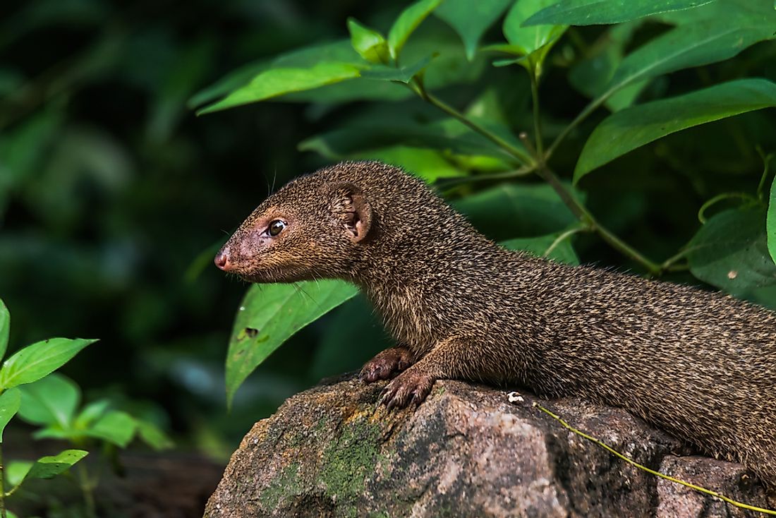 What Animals Live In Hawaii WorldAtlas