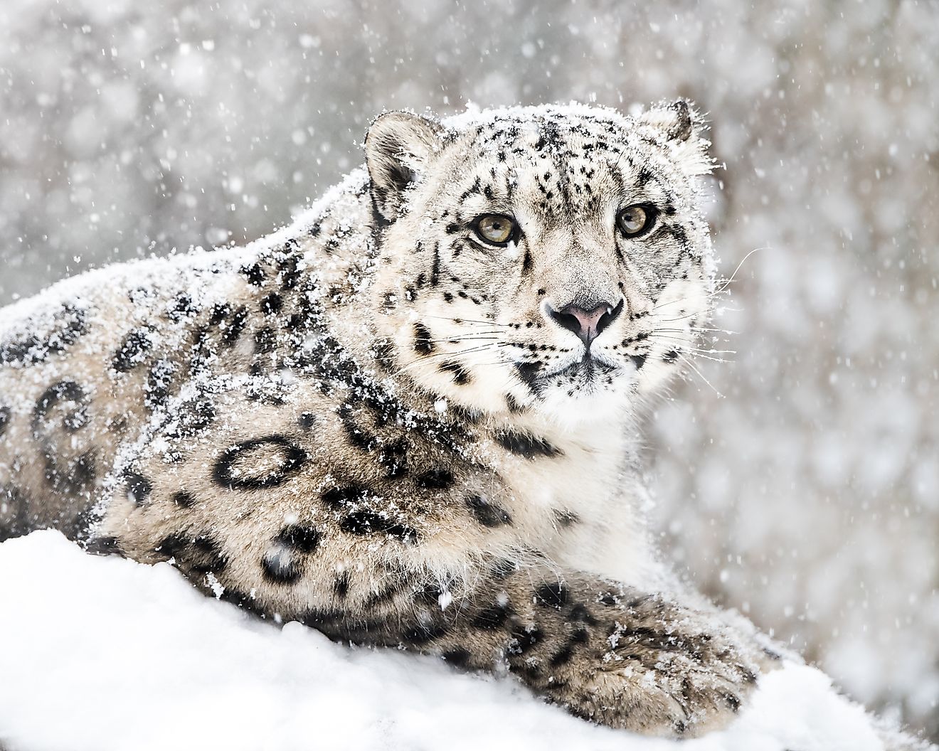 snow leopard vmdk and darwinsnow iso file