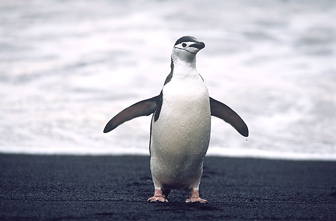 What and When is World Penguin Day? WorldAtlas