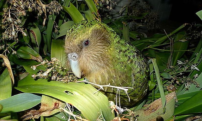 Sicocco, un famoso kakapo macho adulto, representante de una de las especies de aves más raras de nuestro planeta.