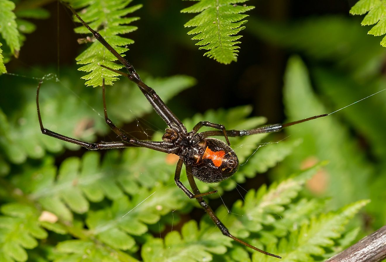 Black Widow Spider, Latrodectus mactans.