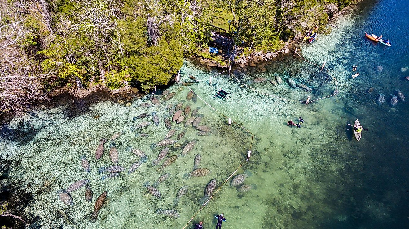 Swimming with manatees at Crystal River