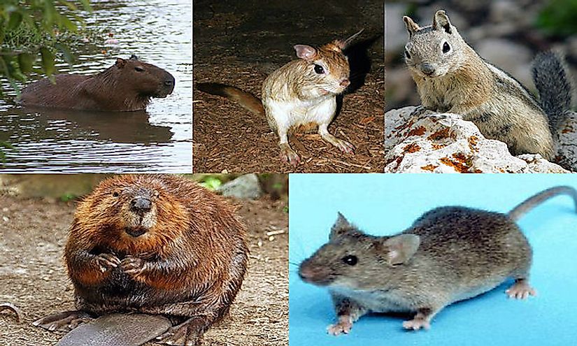 Are rodents considered mammals?