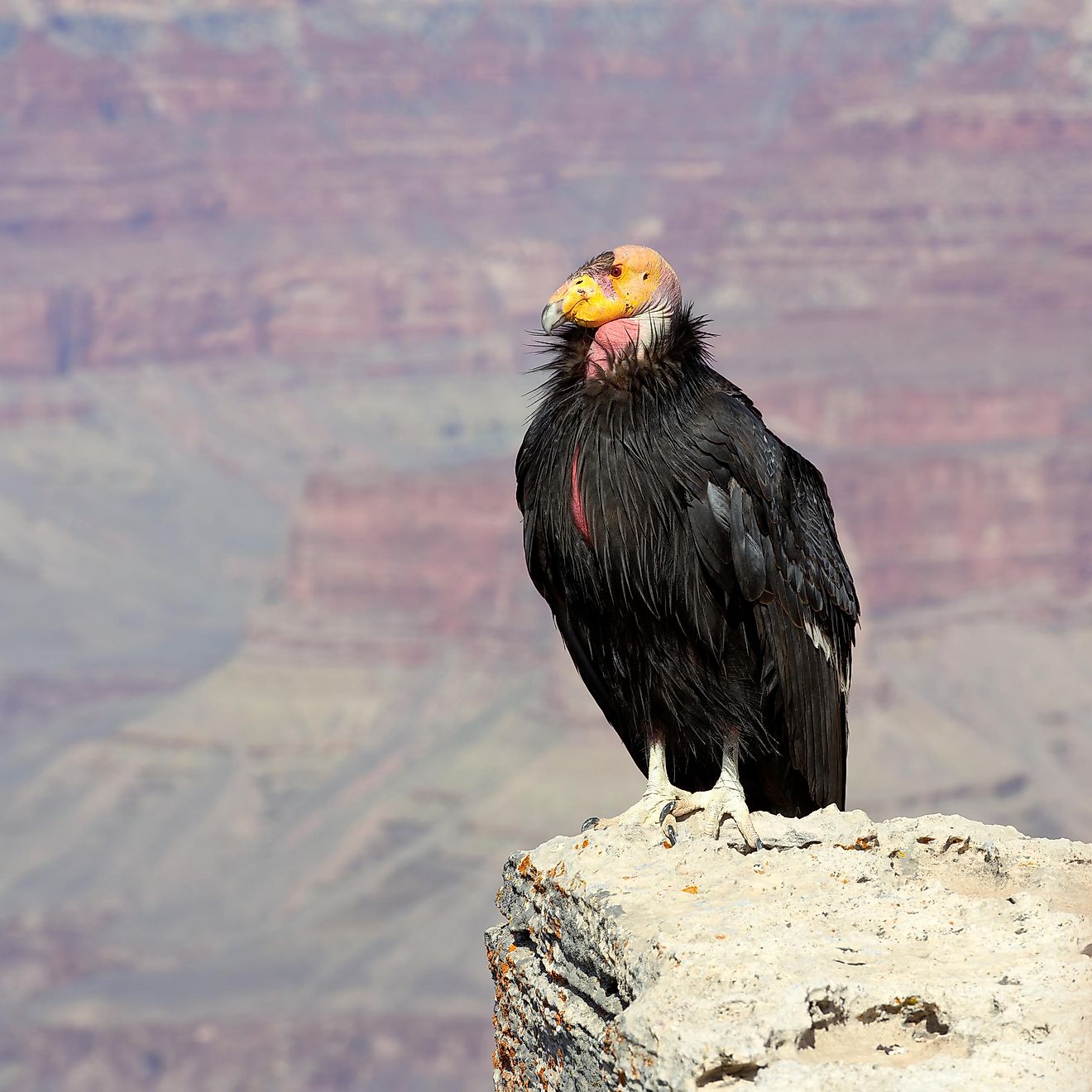 California Condor Facts WorldAtlas