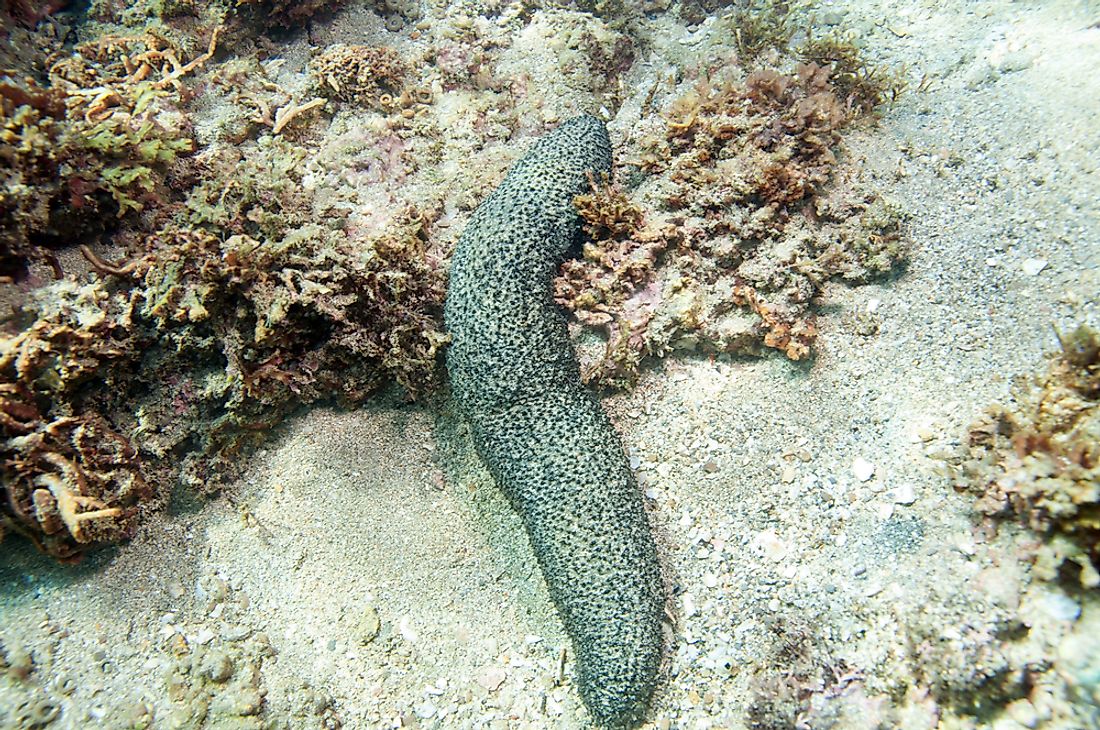 sea cucumber species