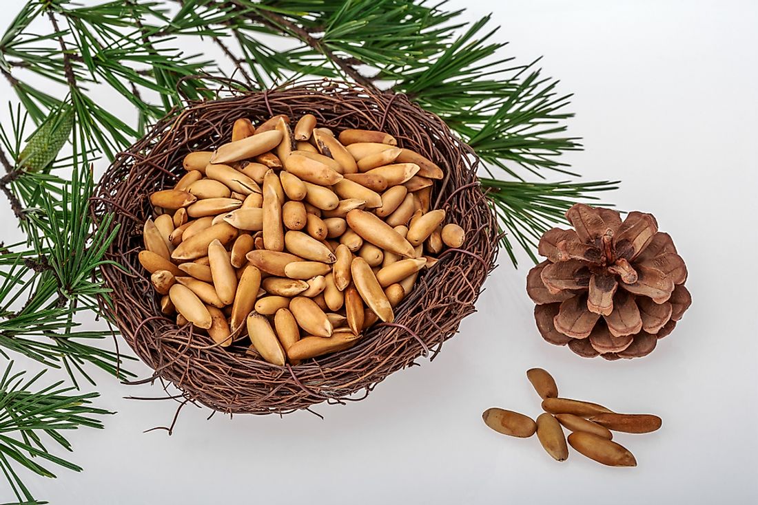 Where Do Pine Nuts Come From Worldatlas