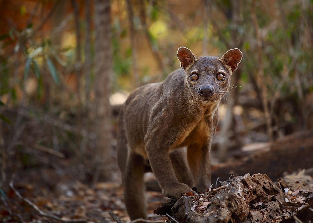 Madagascar's unique wildlife faces imminent wave of extinction