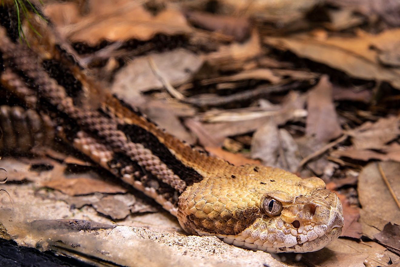 The timber rattlesnake (Crotalus horridus) is a species of pit viper endemic to eastern North America.