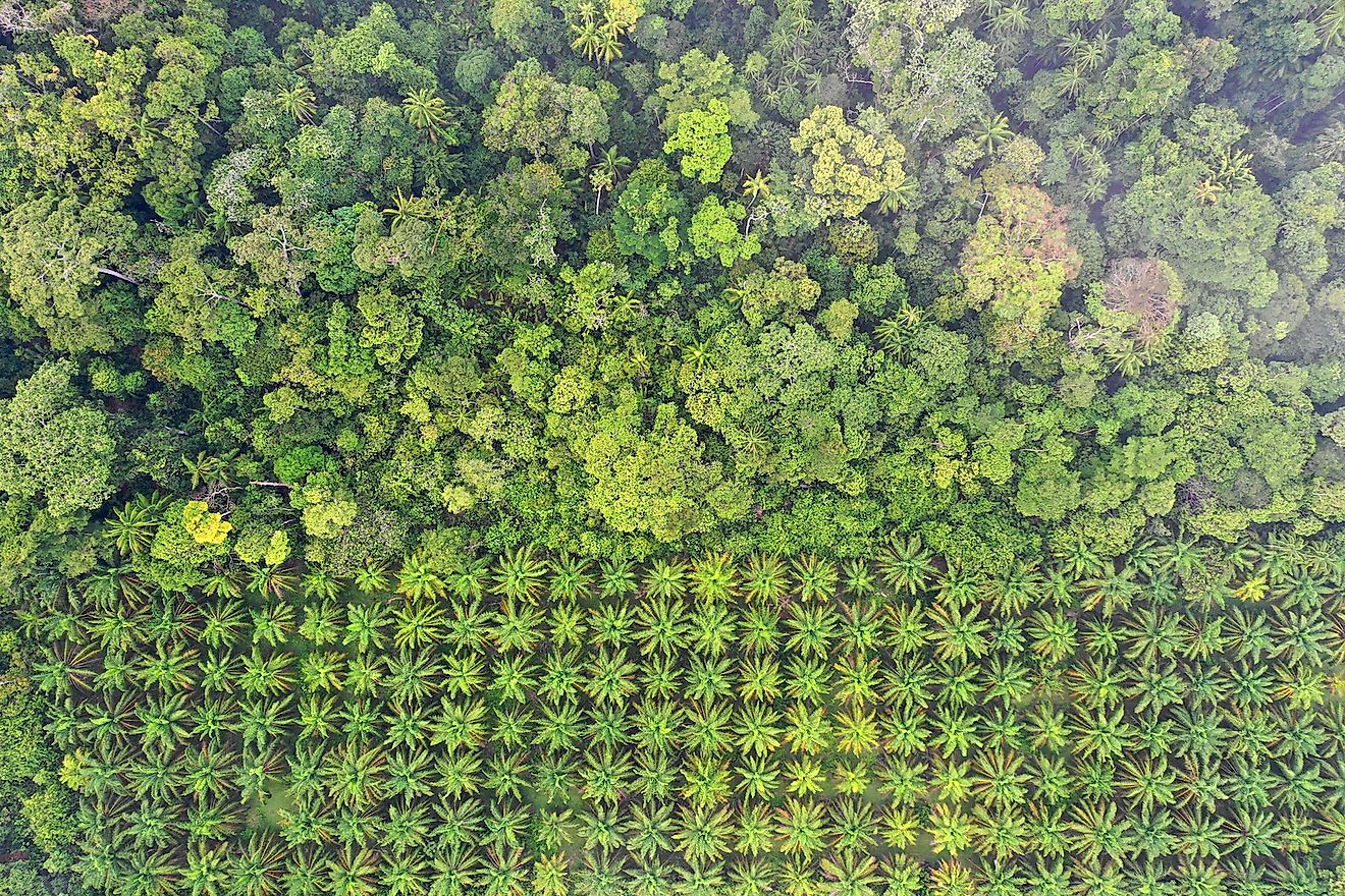 Why It Is Important To Save Our Tropical Rainforests - WorldAtlas