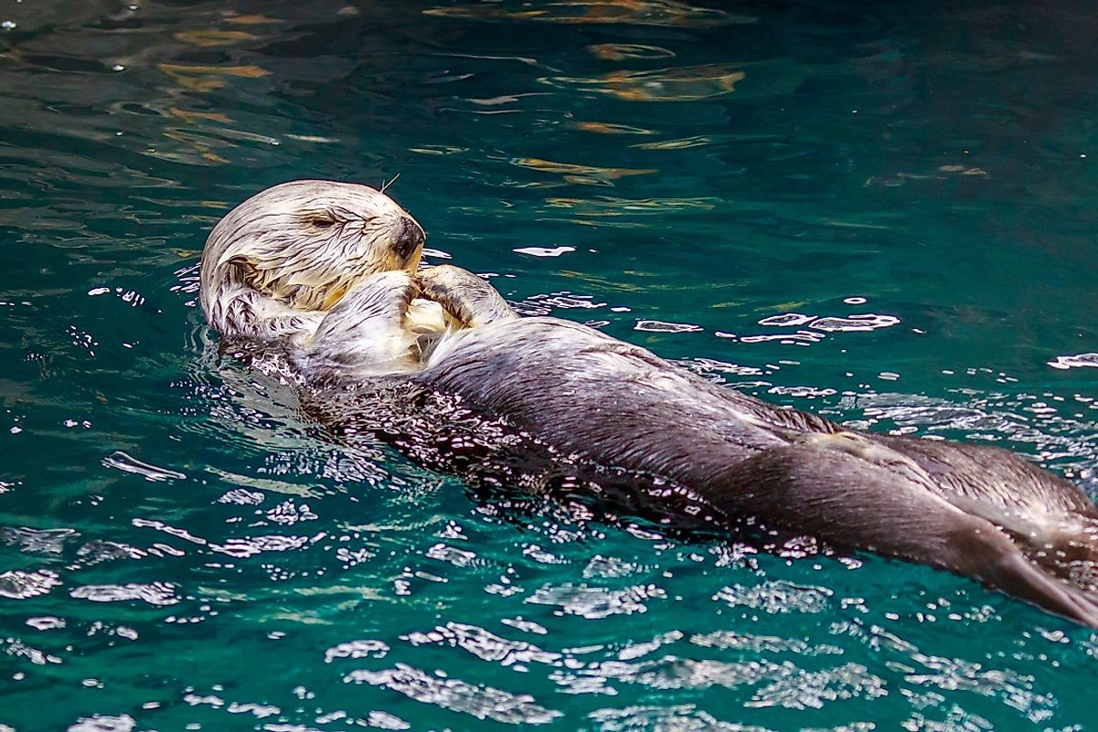 Sea Otter Facts Animals of the Oceans WorldAtlas