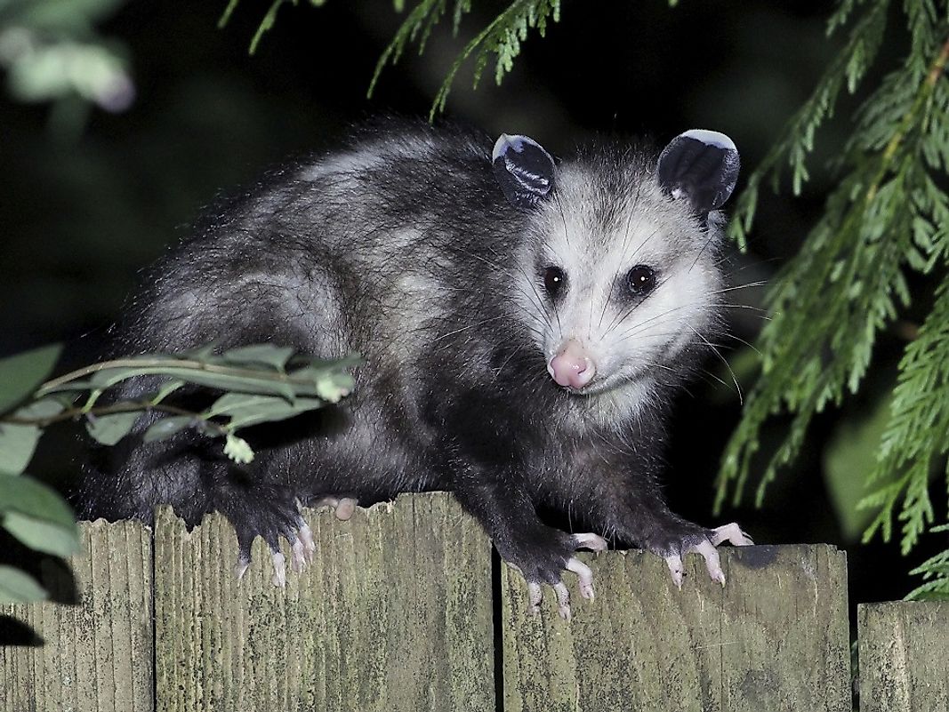 Virginia Opossum Facts: Animals of North America WorldAtlas