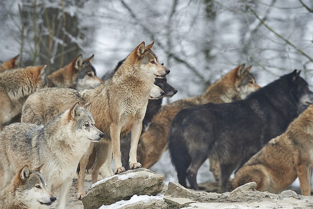 The Pack Animals Of The Different Regions Of The World WorldAtlas