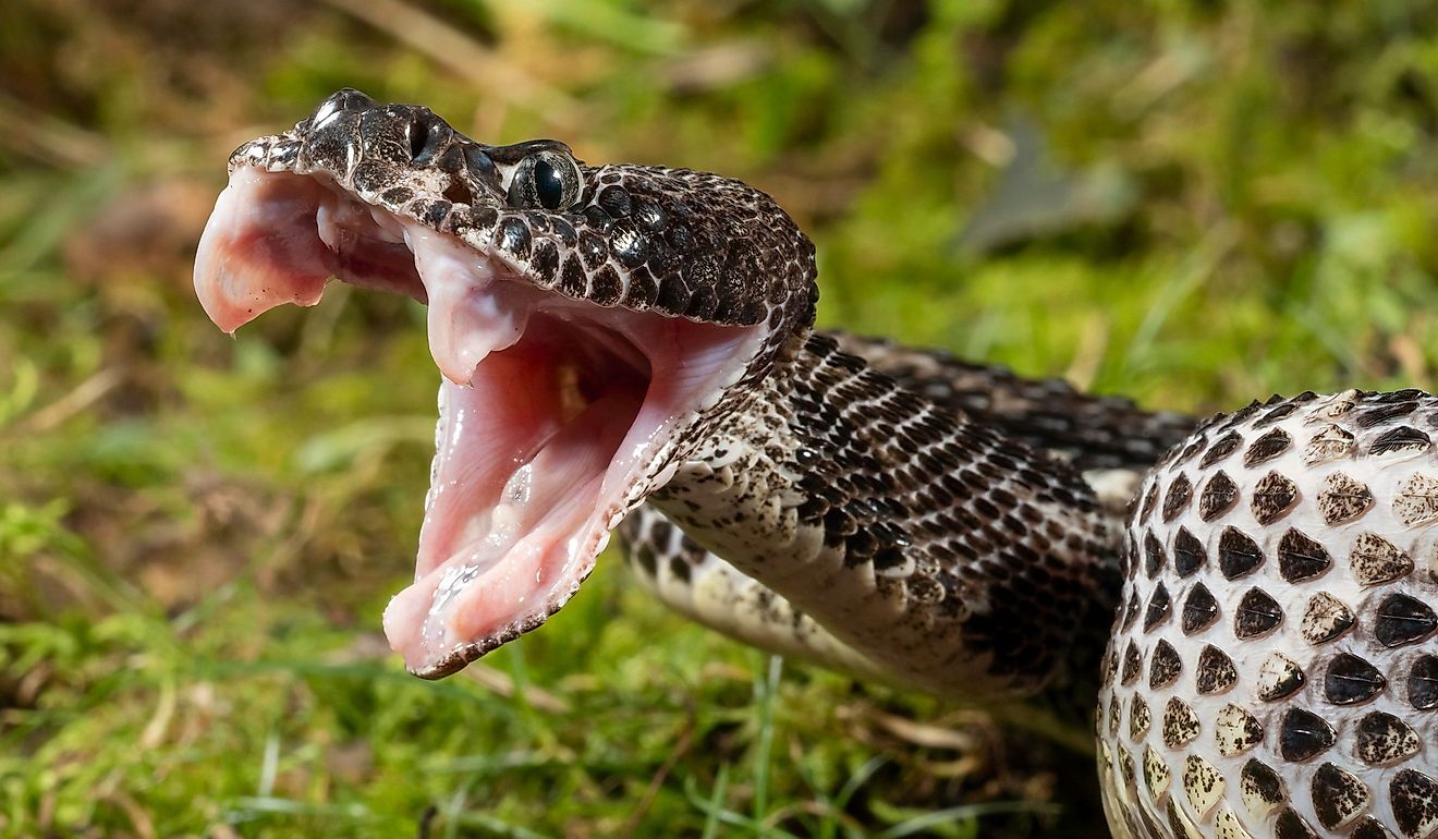 Timber Rattlesnake, Crotalus horridus, Pennsylvania, United States.