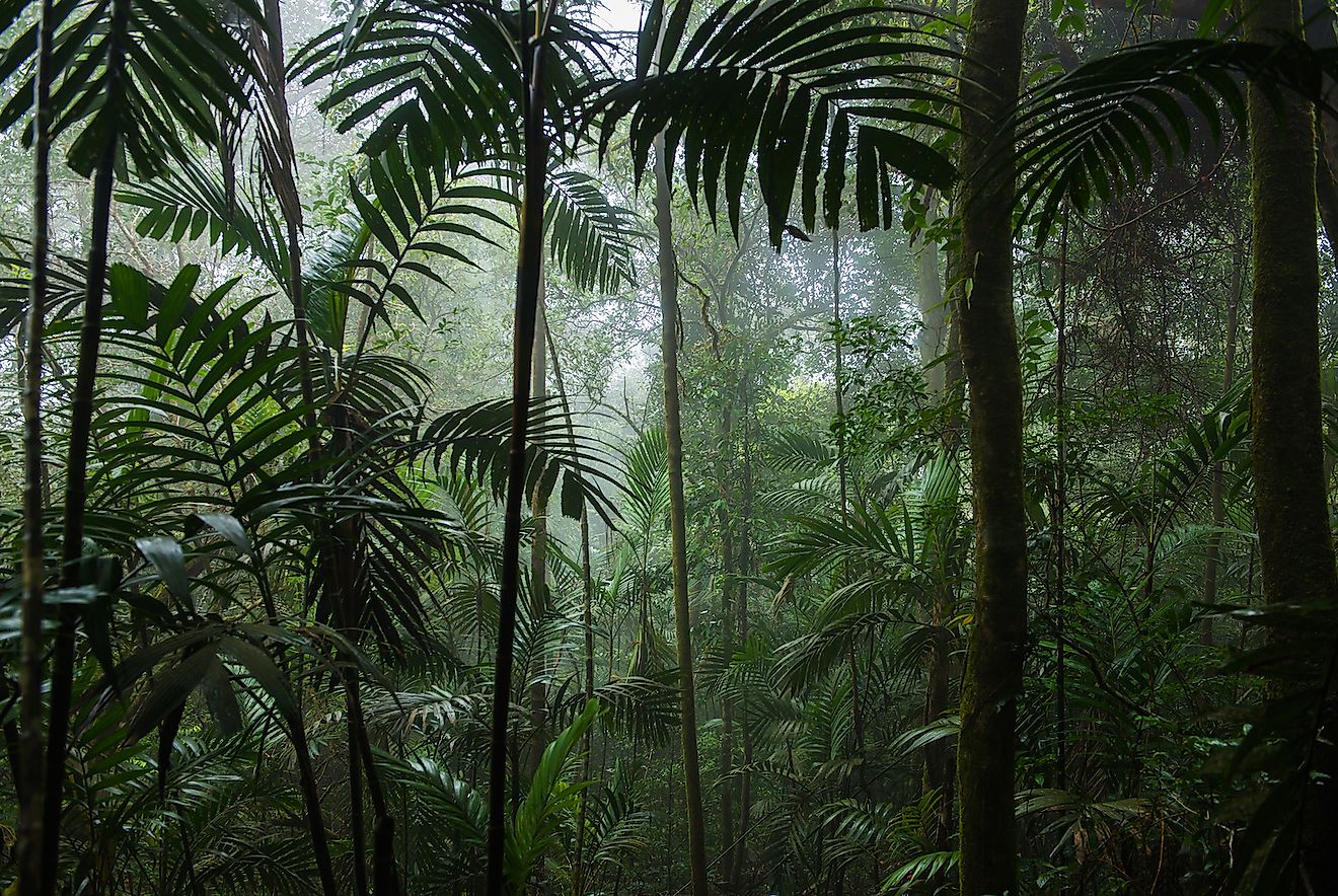 Why It Is Important To Save Our Tropical Rainforests - WorldAtlas