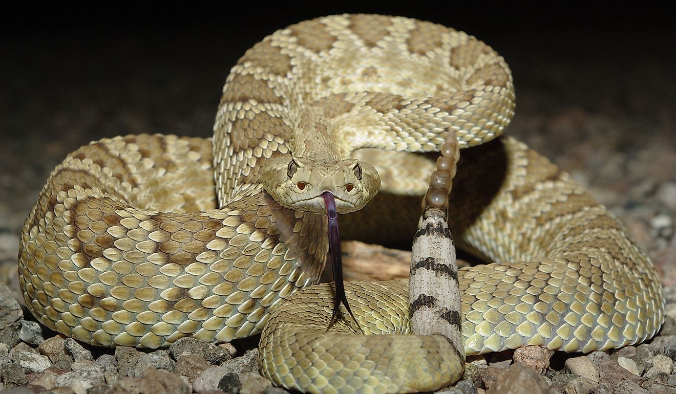 Mohave Rattlesnake