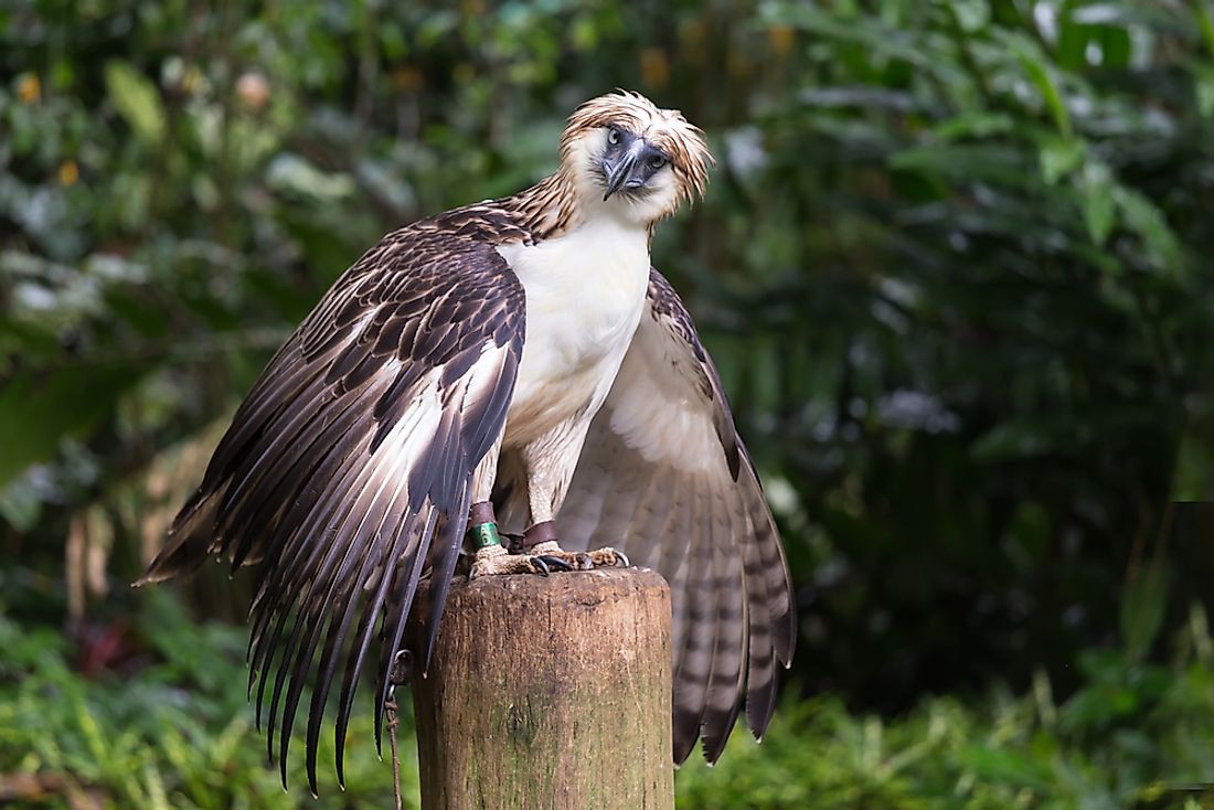 largest raptor bird