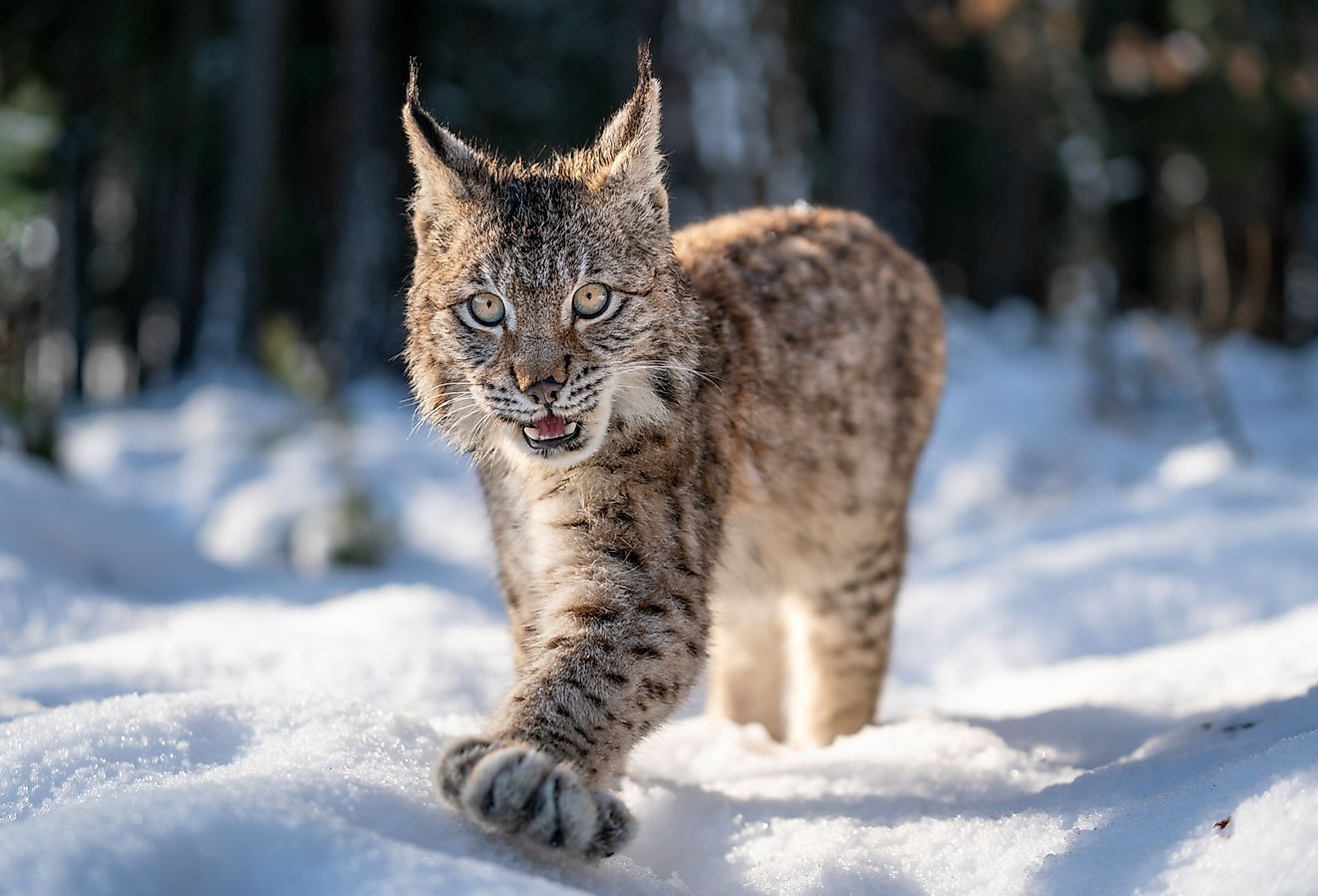 Close-up photo of lynx cub walking in the winter snowy forest with open mouth.