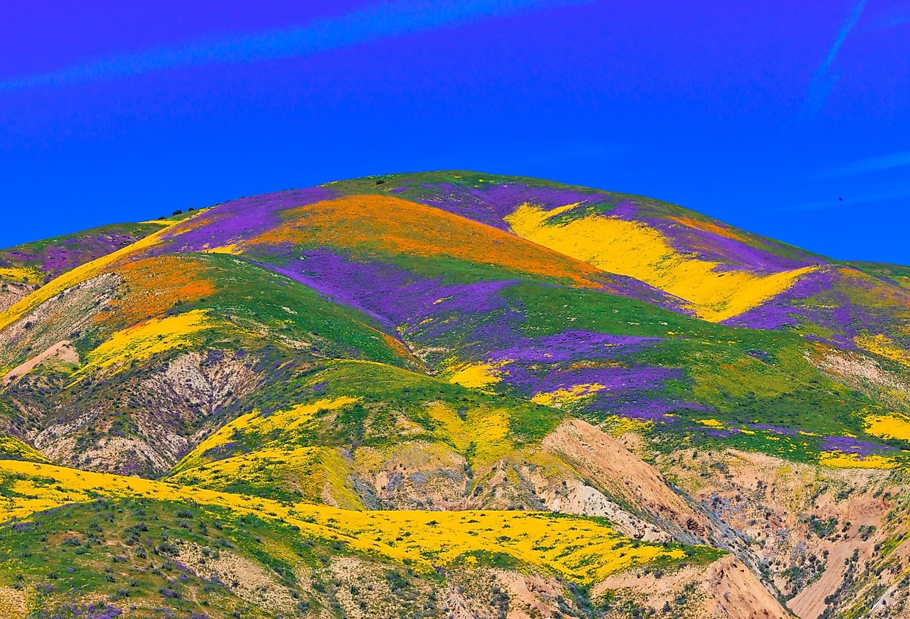 California wildflower super bloom in Carrizo Plain National Monument in spring.