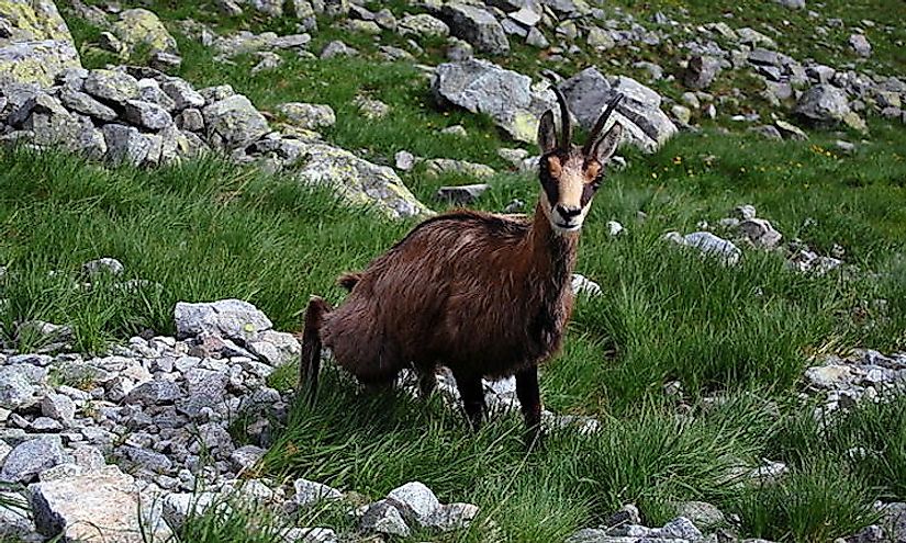 The endemic Tatra chamois, a goat found in the Tatra National Park.
