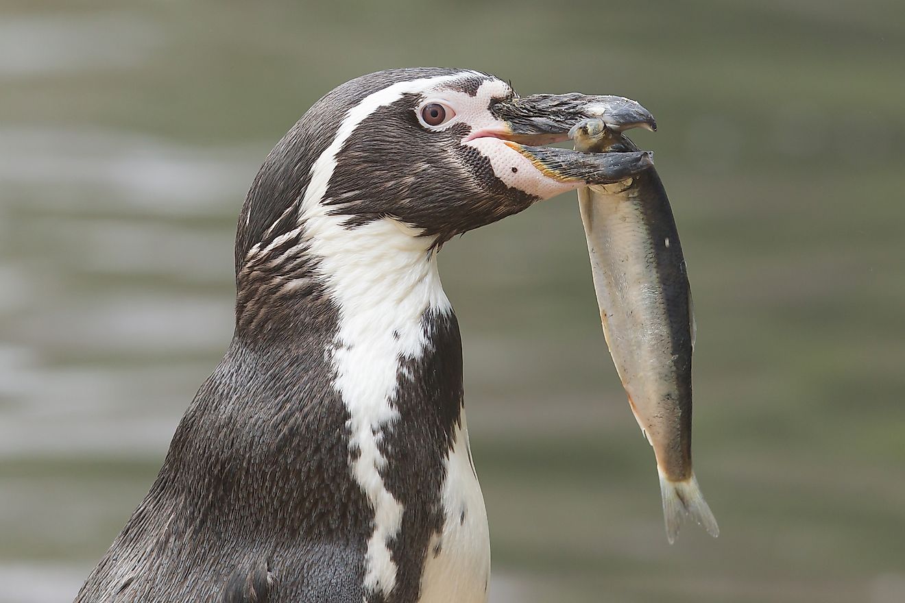 king penguin eating fish