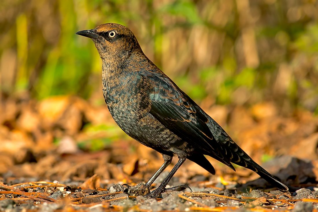 The vulnerable Rusty Blackbird can be found seasonally across much of Canada during the summer.