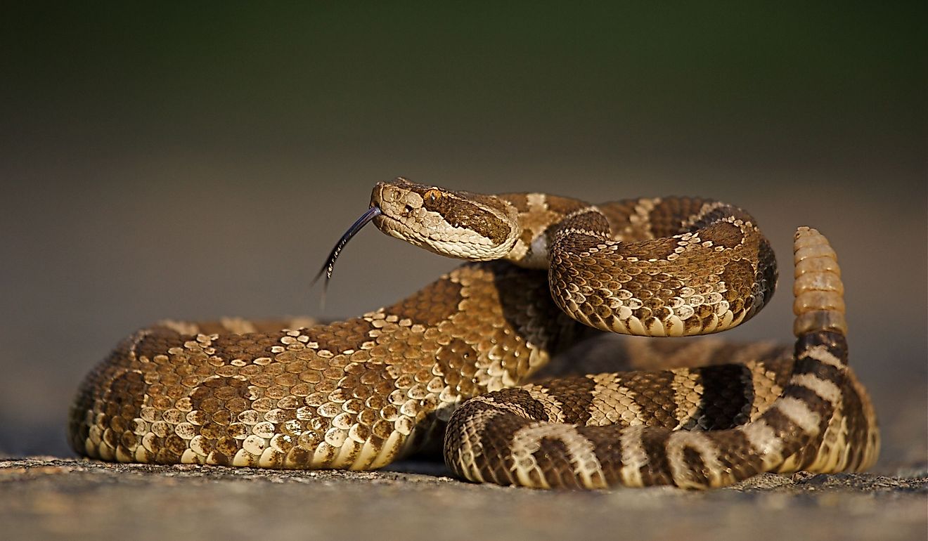Western Rattlesnake coiled with rattle and forked tongue extended.