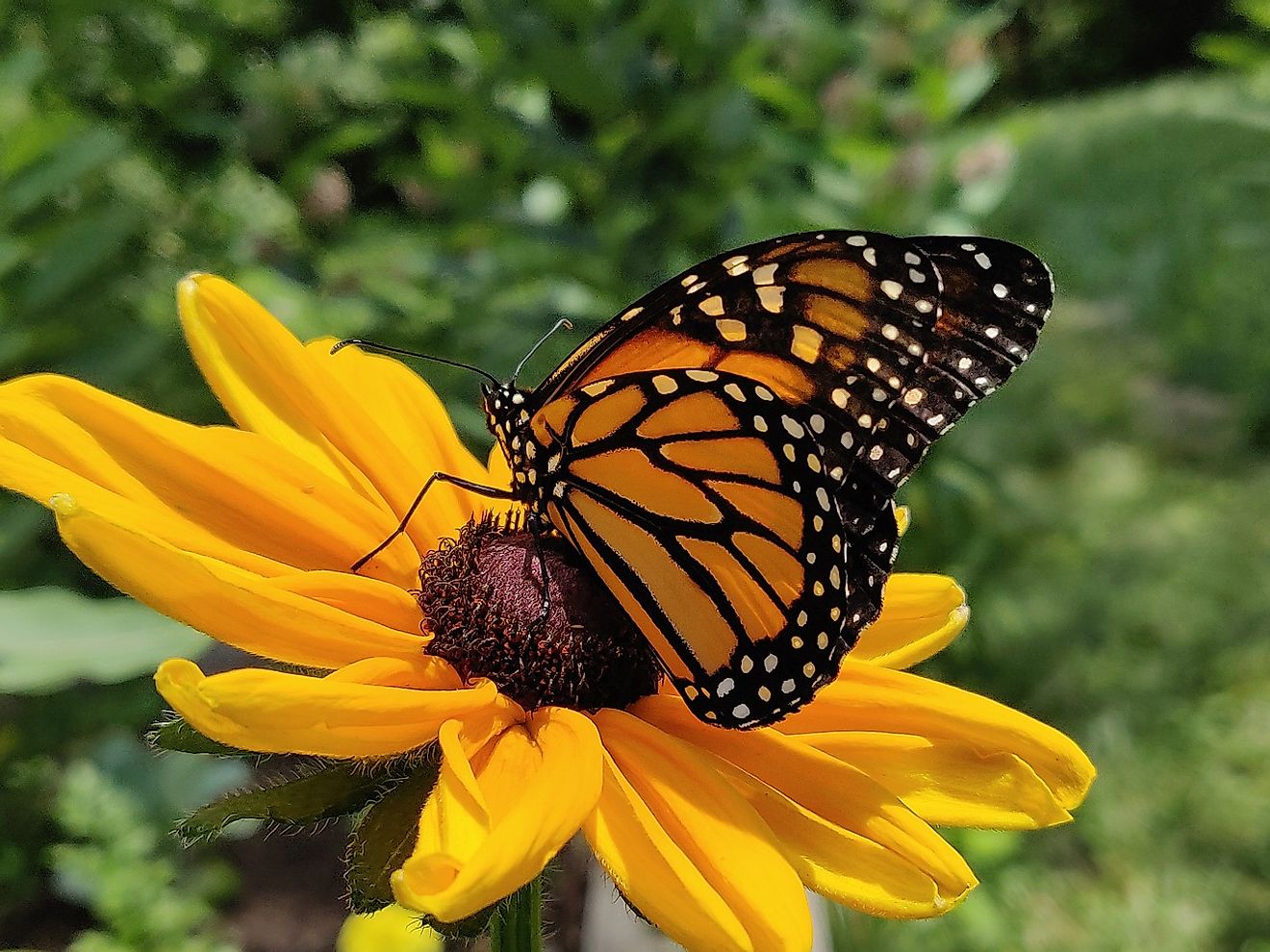 10 Unique Butterfly Species That Can Be Found In America WorldAtlas