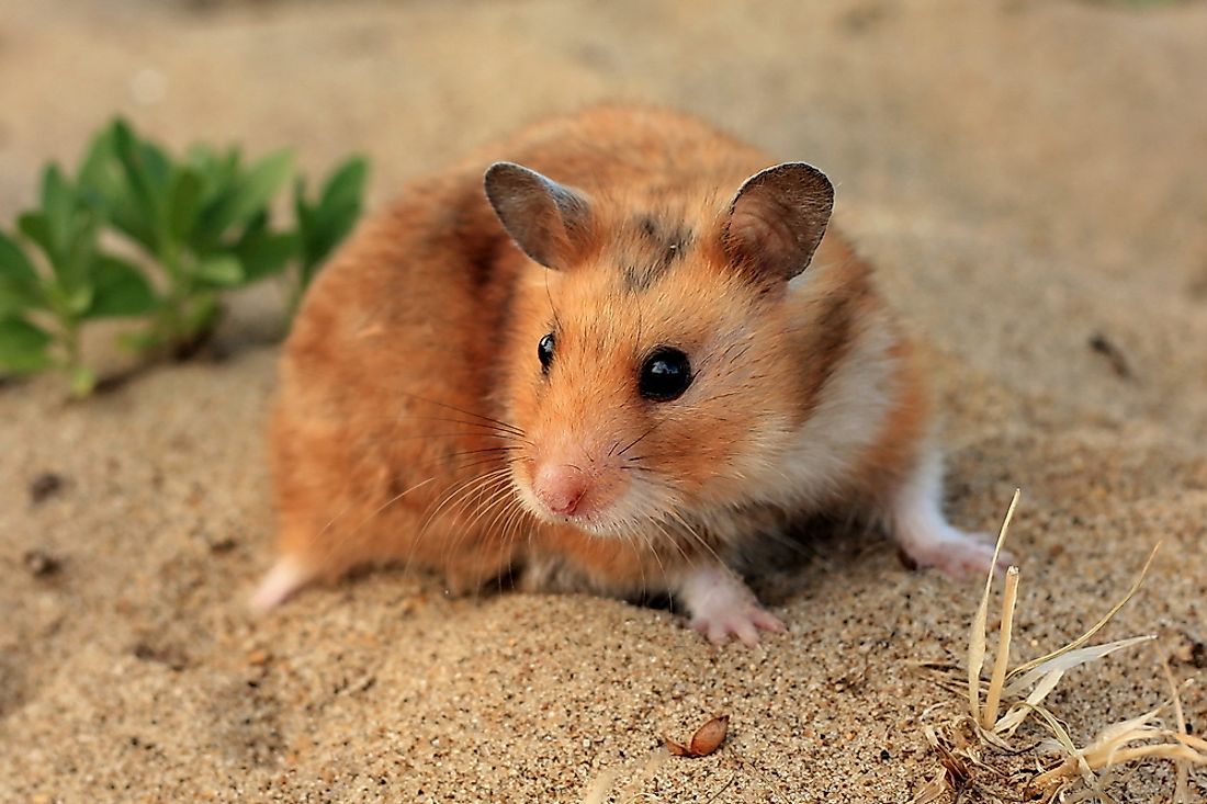 Where Do Hamsters Live in the Wild? WorldAtlas