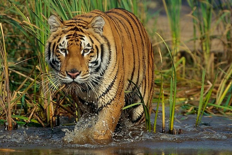 royal bengal tiger in sundarban