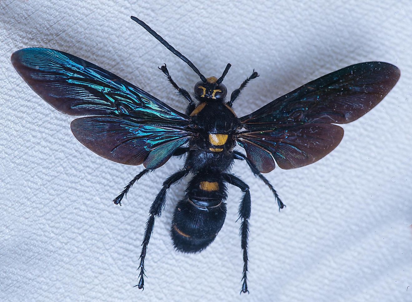 What Are The Largest Wasps In The World WorldAtlas