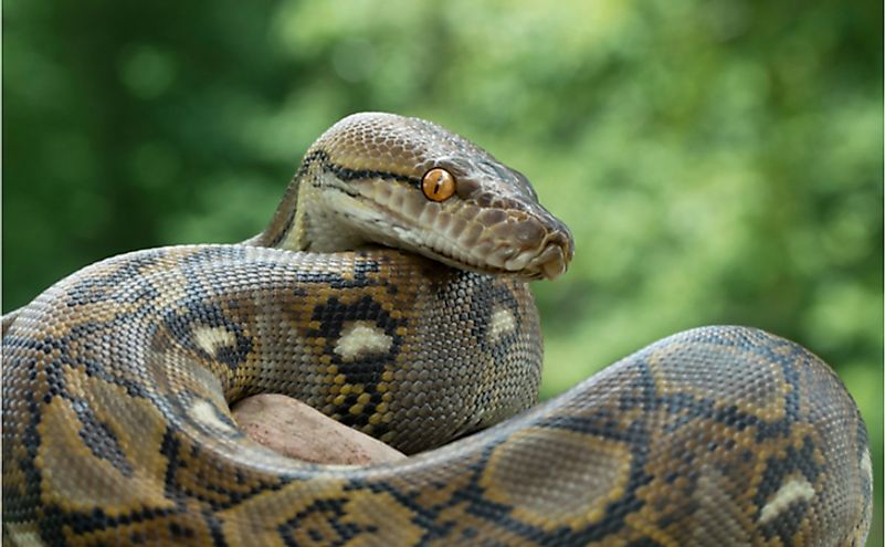 What Are The Differences Between A Boa And A Python? - WorldAtlas