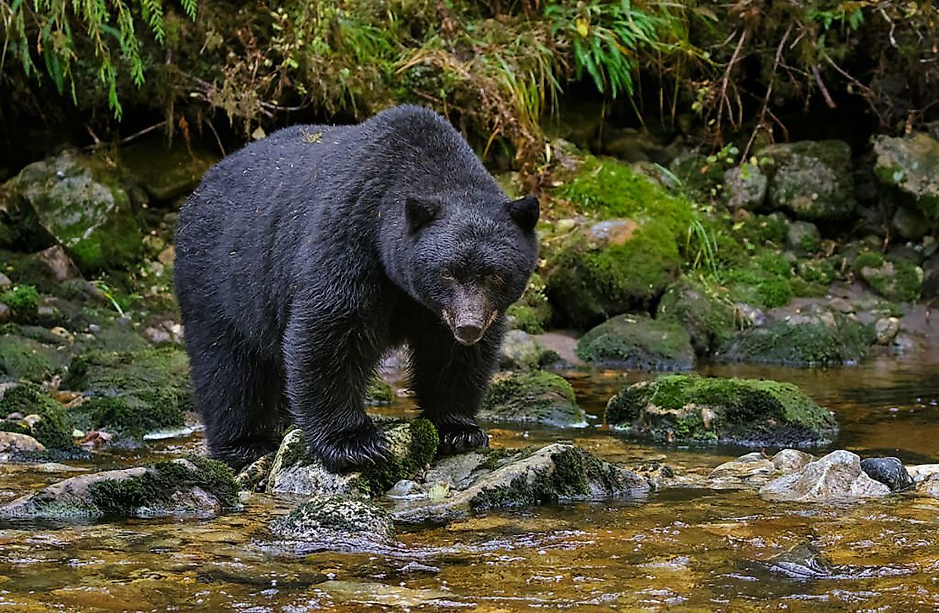 American Black Bear in the water, with its fur glistening and a serene natural backdrop.