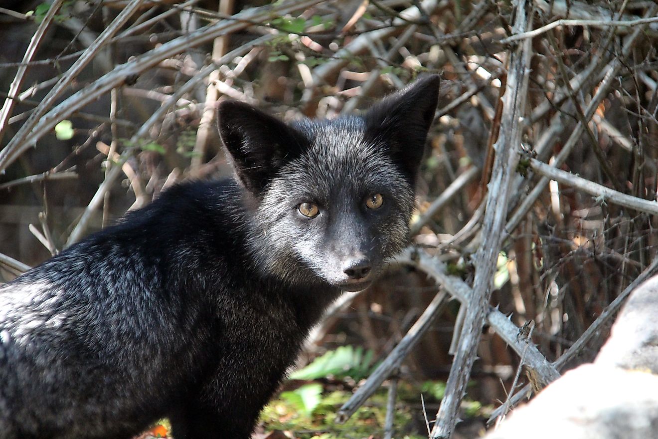 spanning Associëren Aankoop Silver Fox Facts: Animals of North America - WorldAtlas