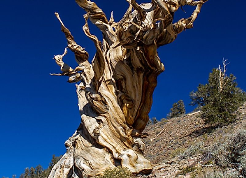 oldest living tree in the world